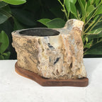 Petrified Cross Section of a Blue Forest Tree Limb