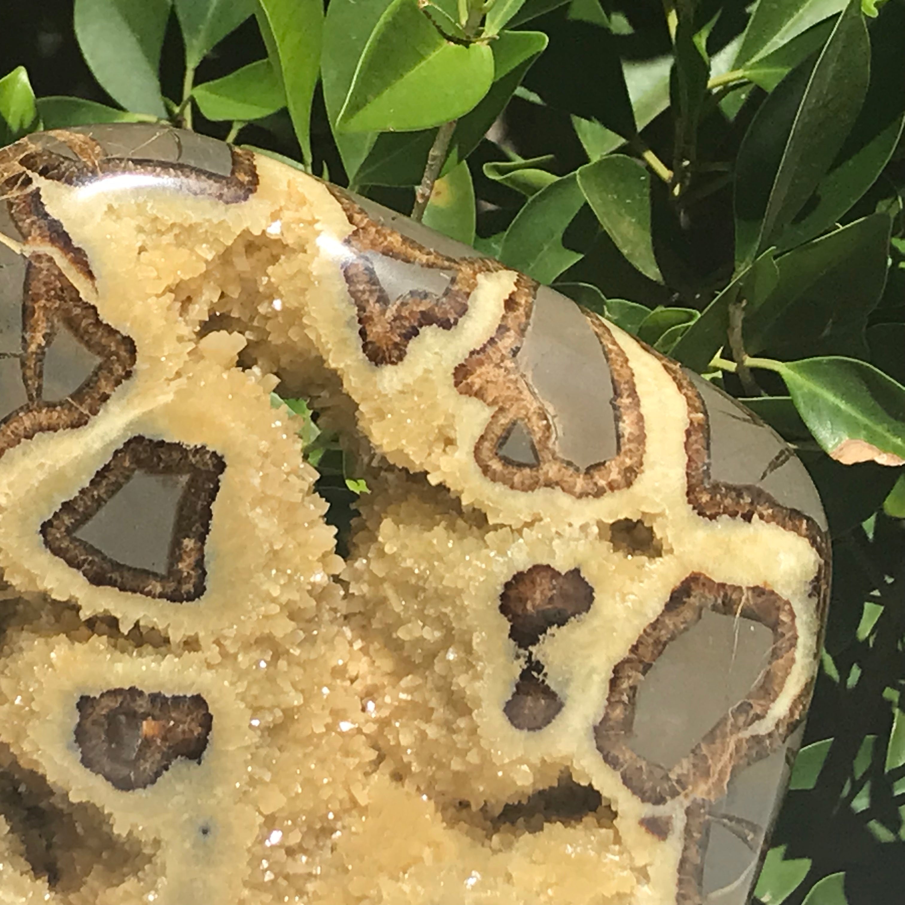 Septarian Buffalo