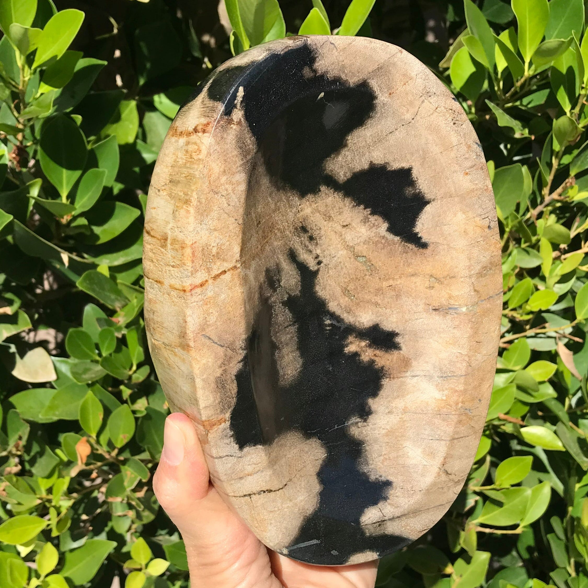 Polished Petrified Wood Bowl