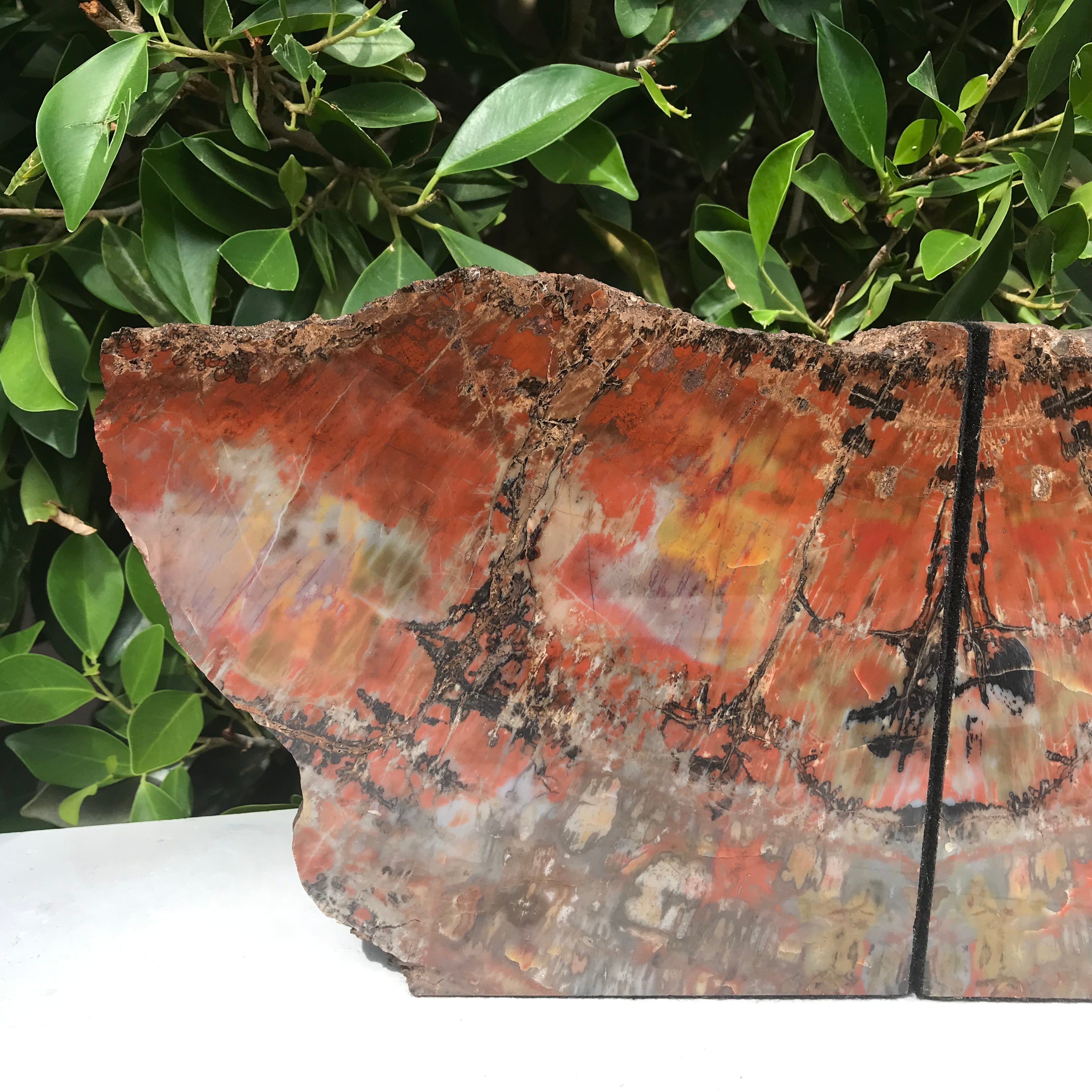 Arizona Rainbow Petrified Wood Bookends