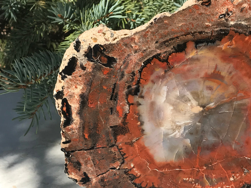 Rainbow Petrified Wood Slab