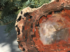 Rainbow Petrified Wood Slab