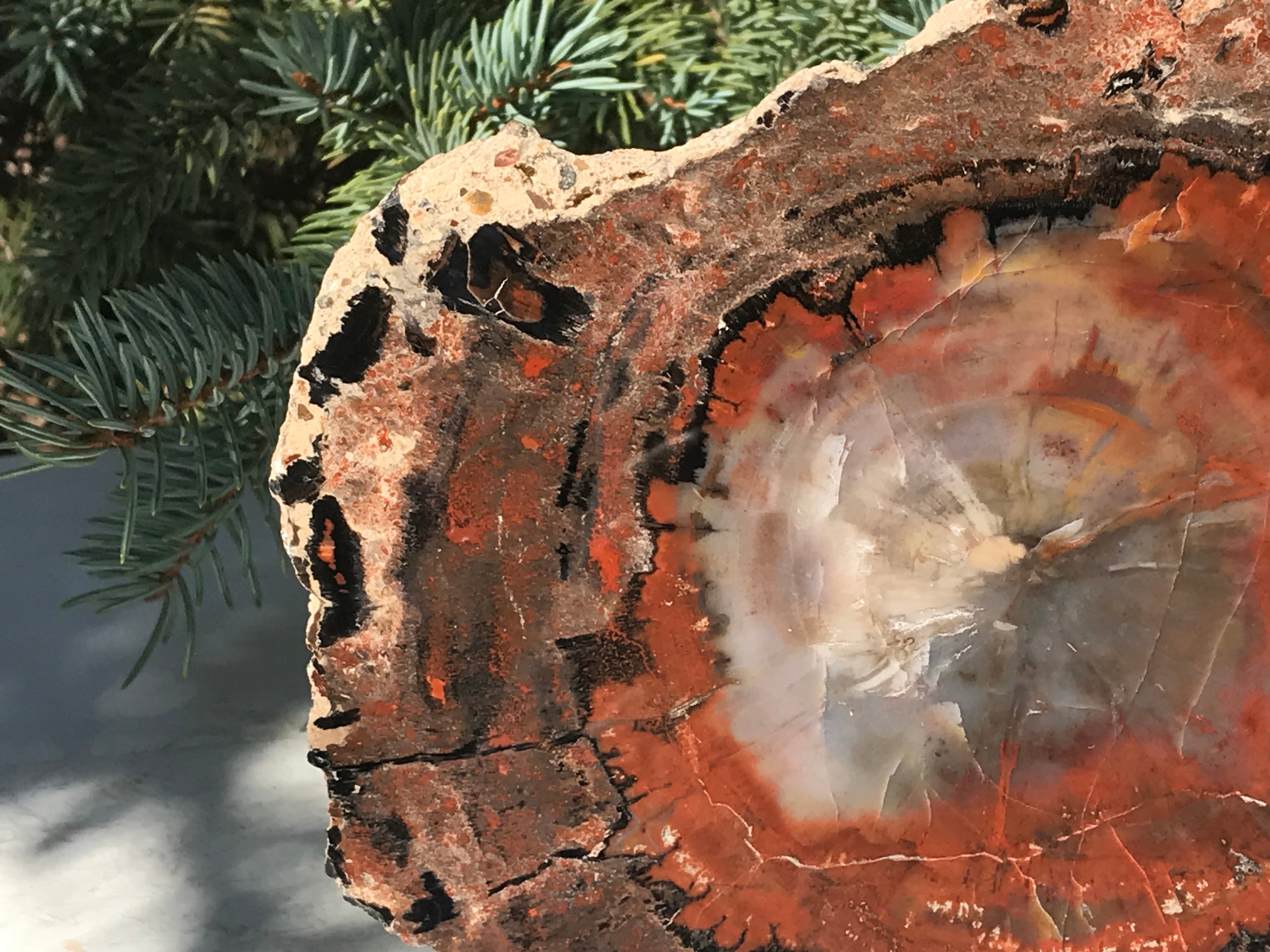 Rainbow Petrified Wood Slab