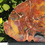 Arizona Rainbow Petrified Wood Slab