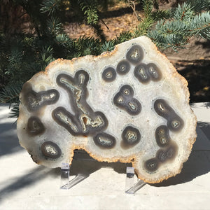 Multitude of Eyes Agate Slice