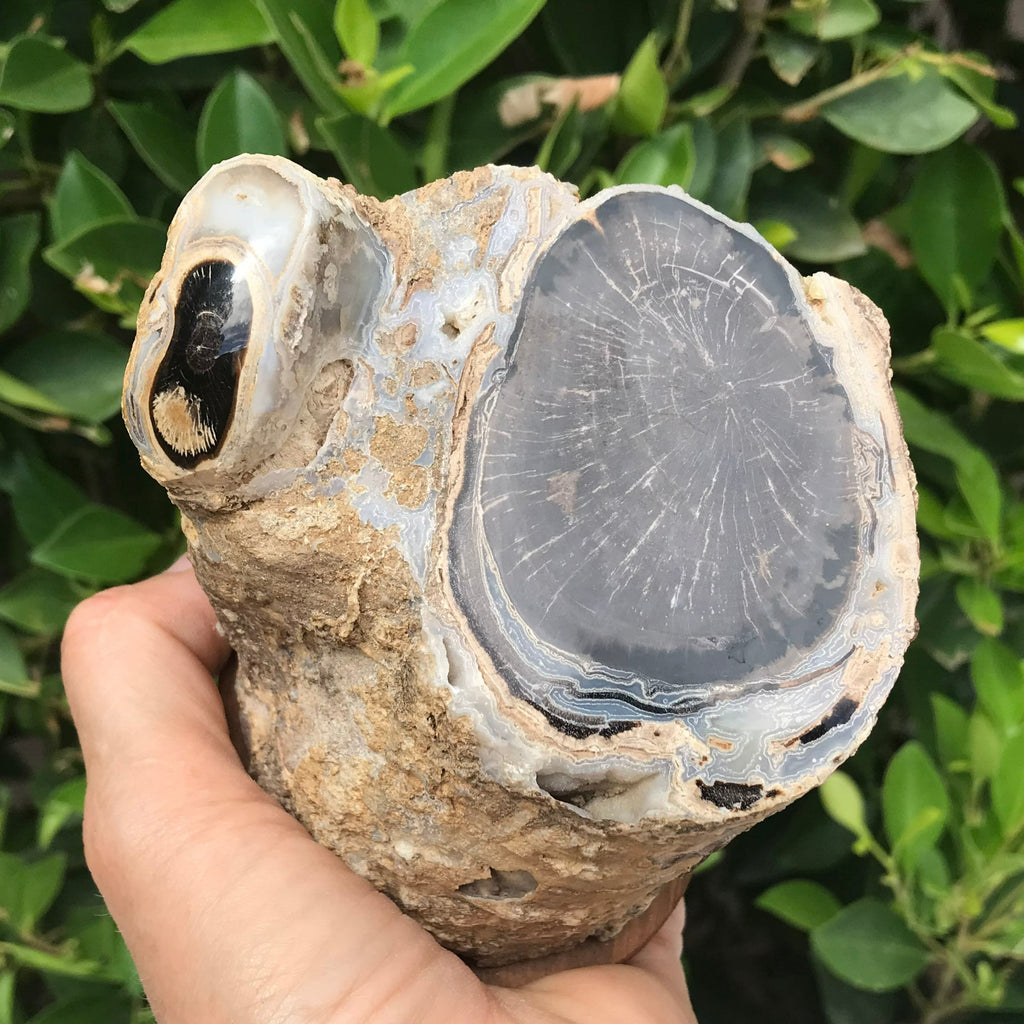 Petrified Cross Section of a Blue Forest Tree Limb