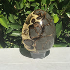 Polished Septanian Nodule