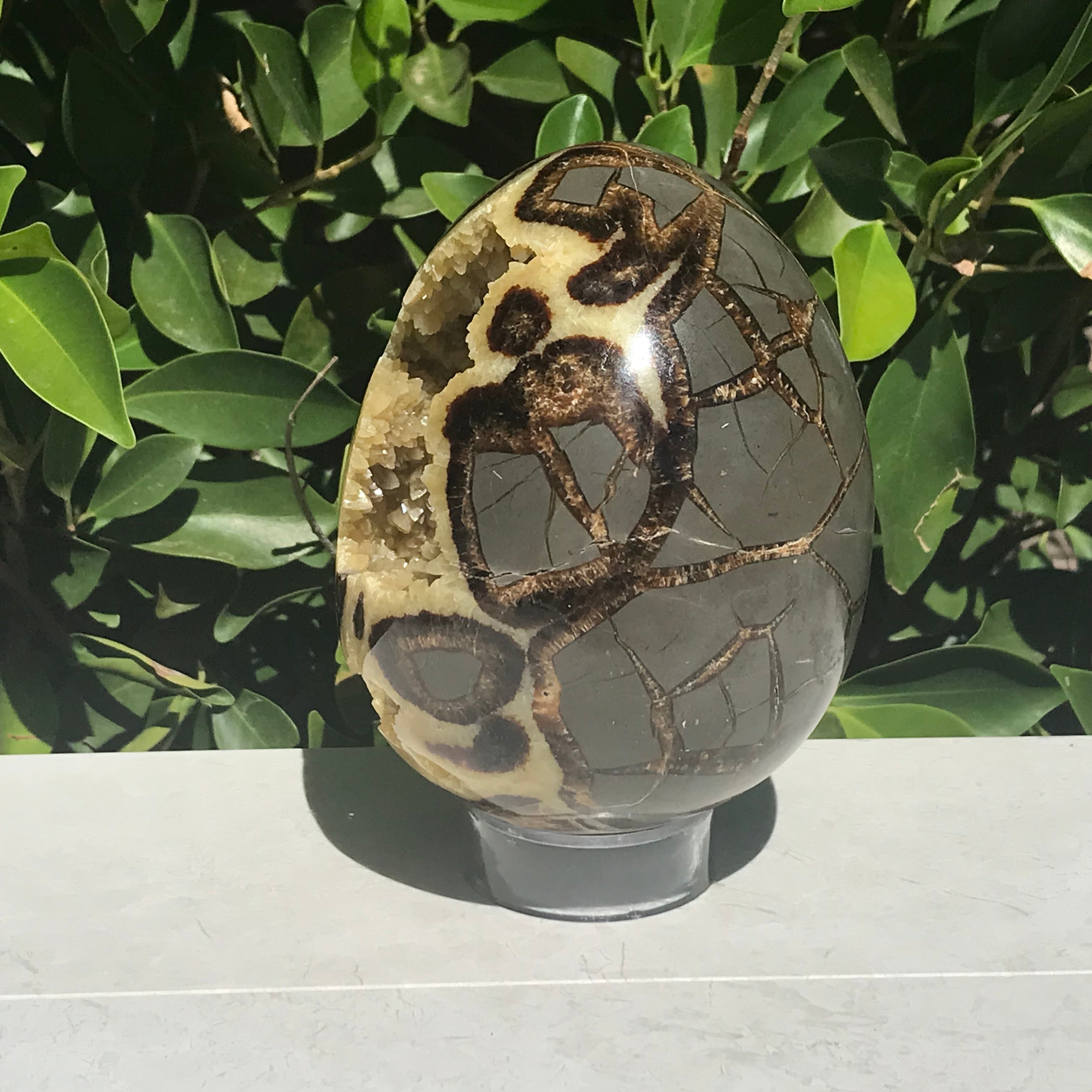 Polished Septanian Nodule