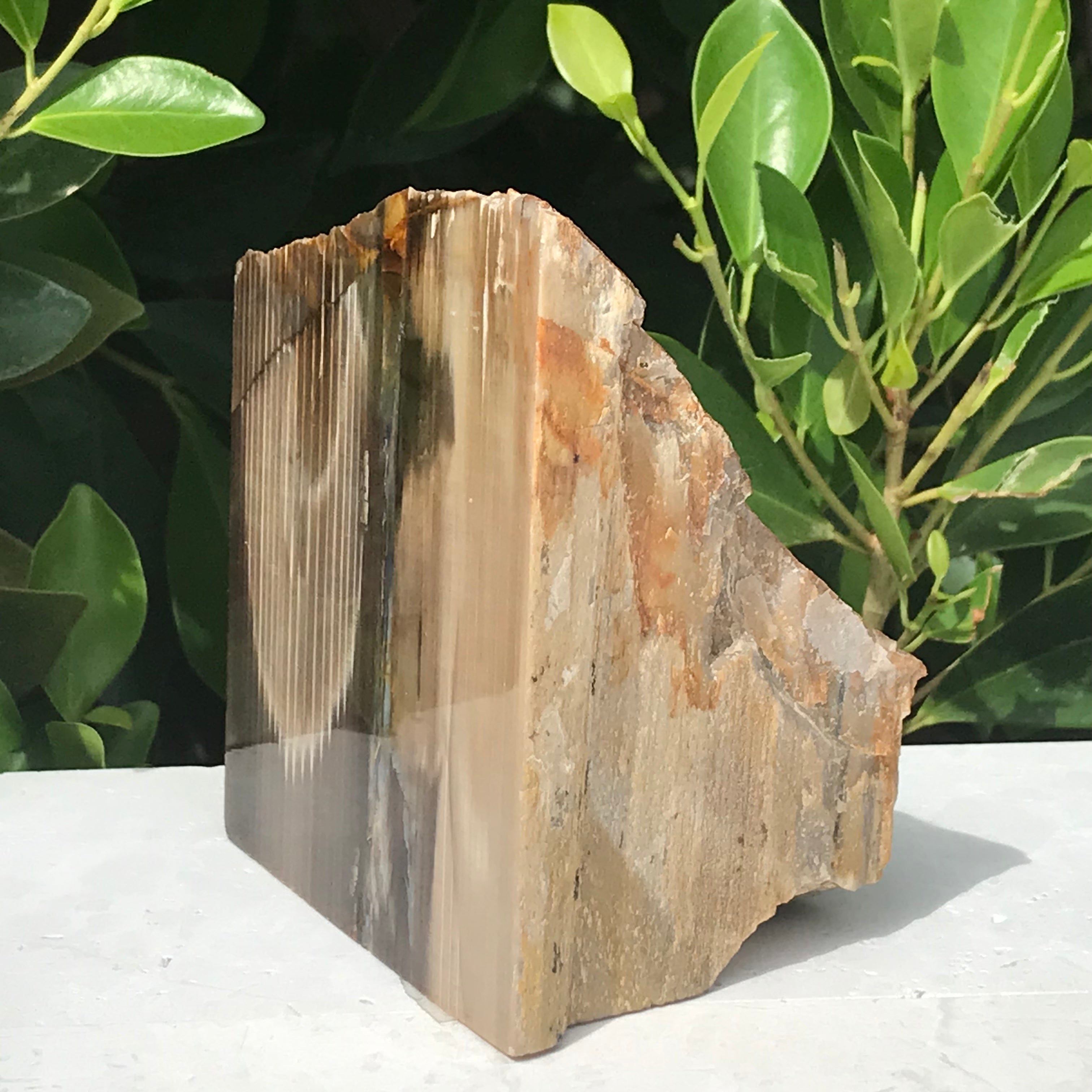 Super Striated Petrified Wood Freeform