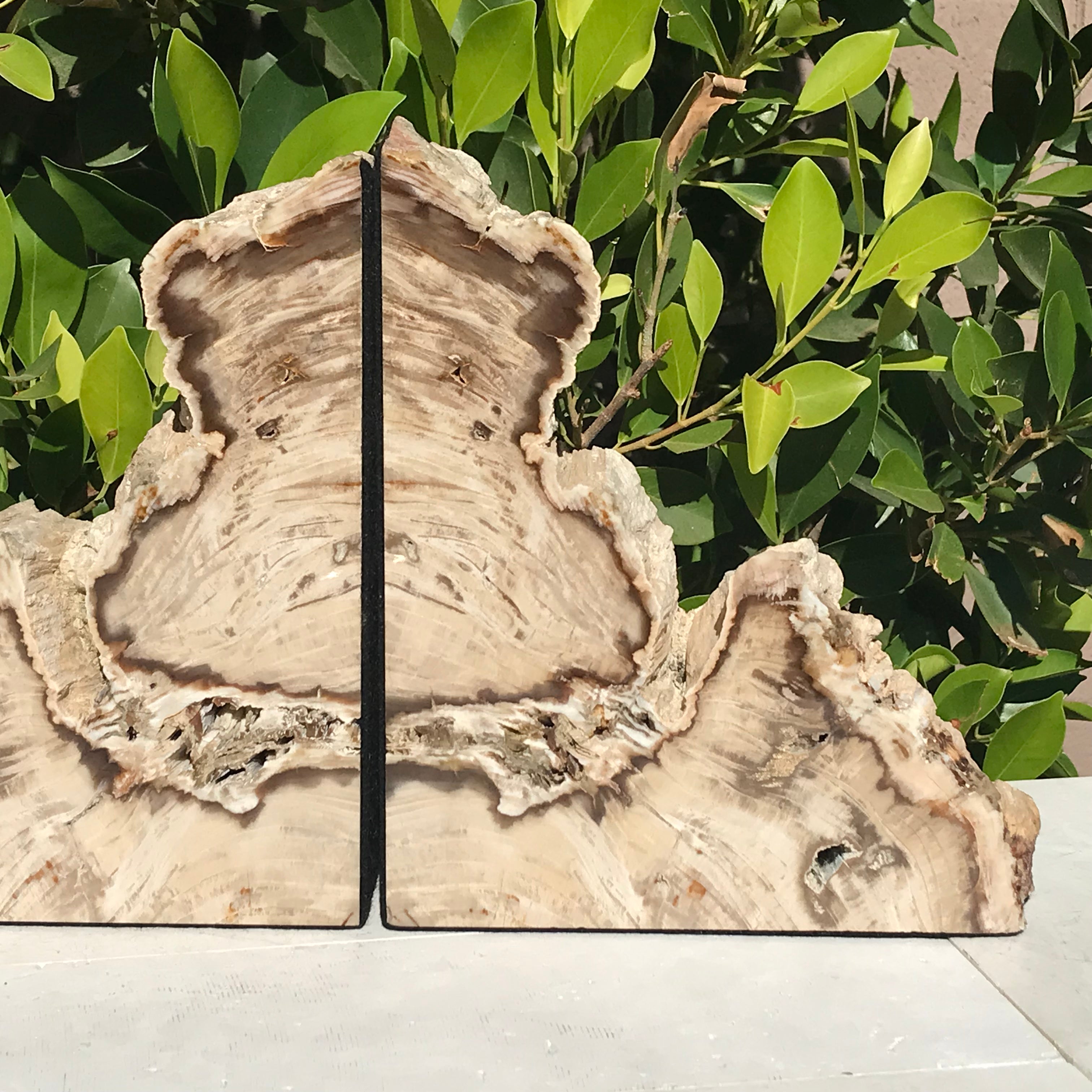 Petrified Cypress Wood Bookends