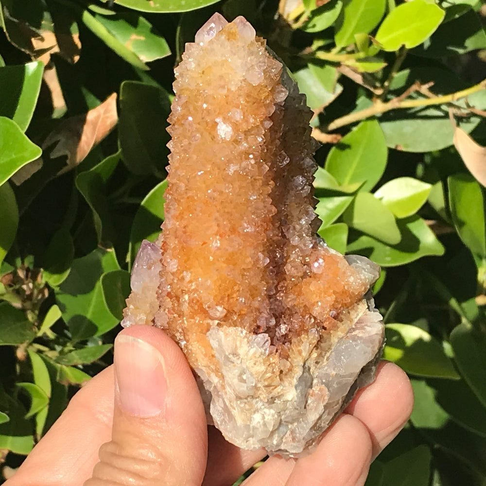 Crystal Coated Amber Cactus Quartz Cluster