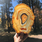 Golden Concentric Bands Agate Slice