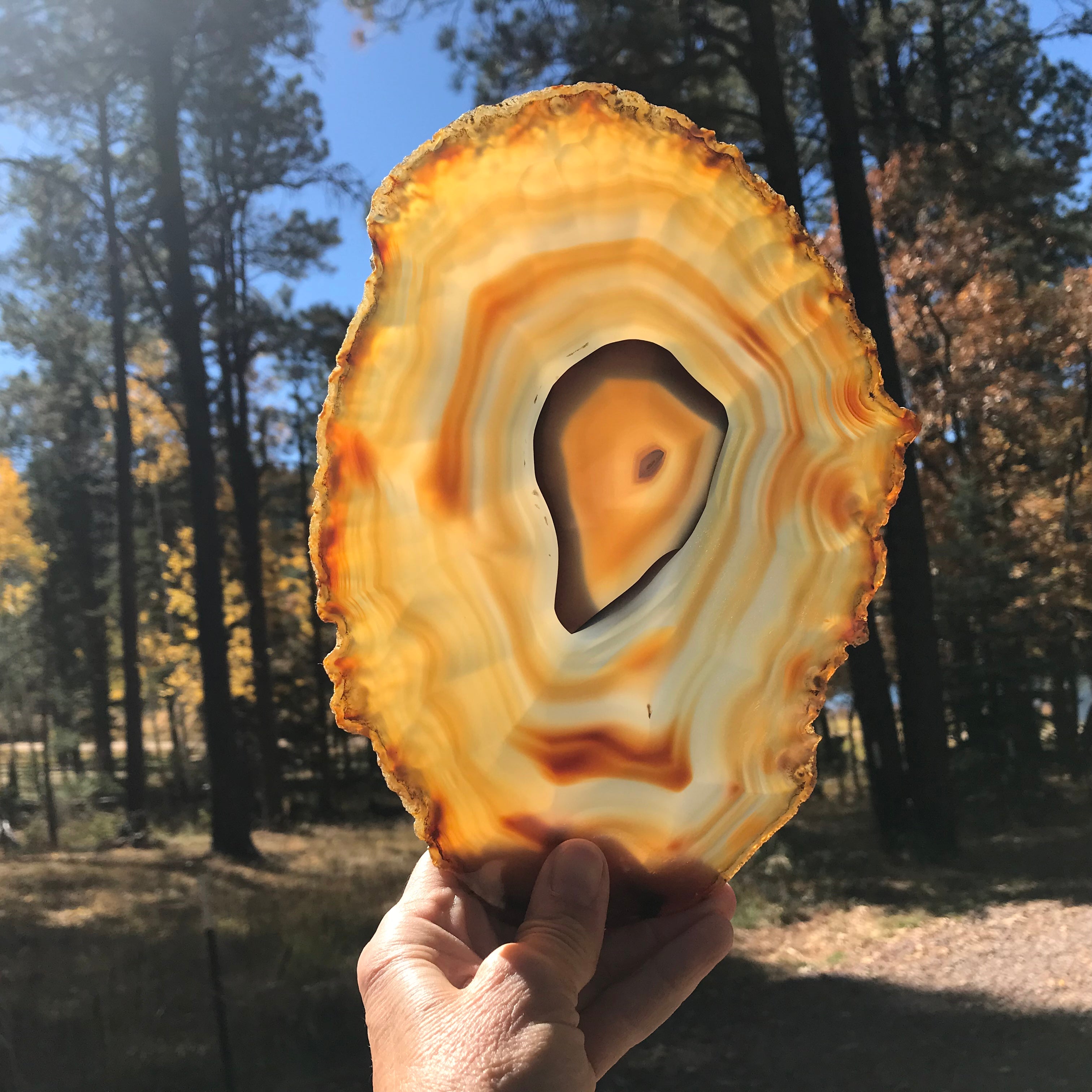 Golden Concentric Bands Agate Slice