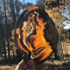 Shining Brazilian Agate Slice