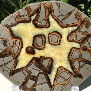 Here's Looking At You Septarian Slab
