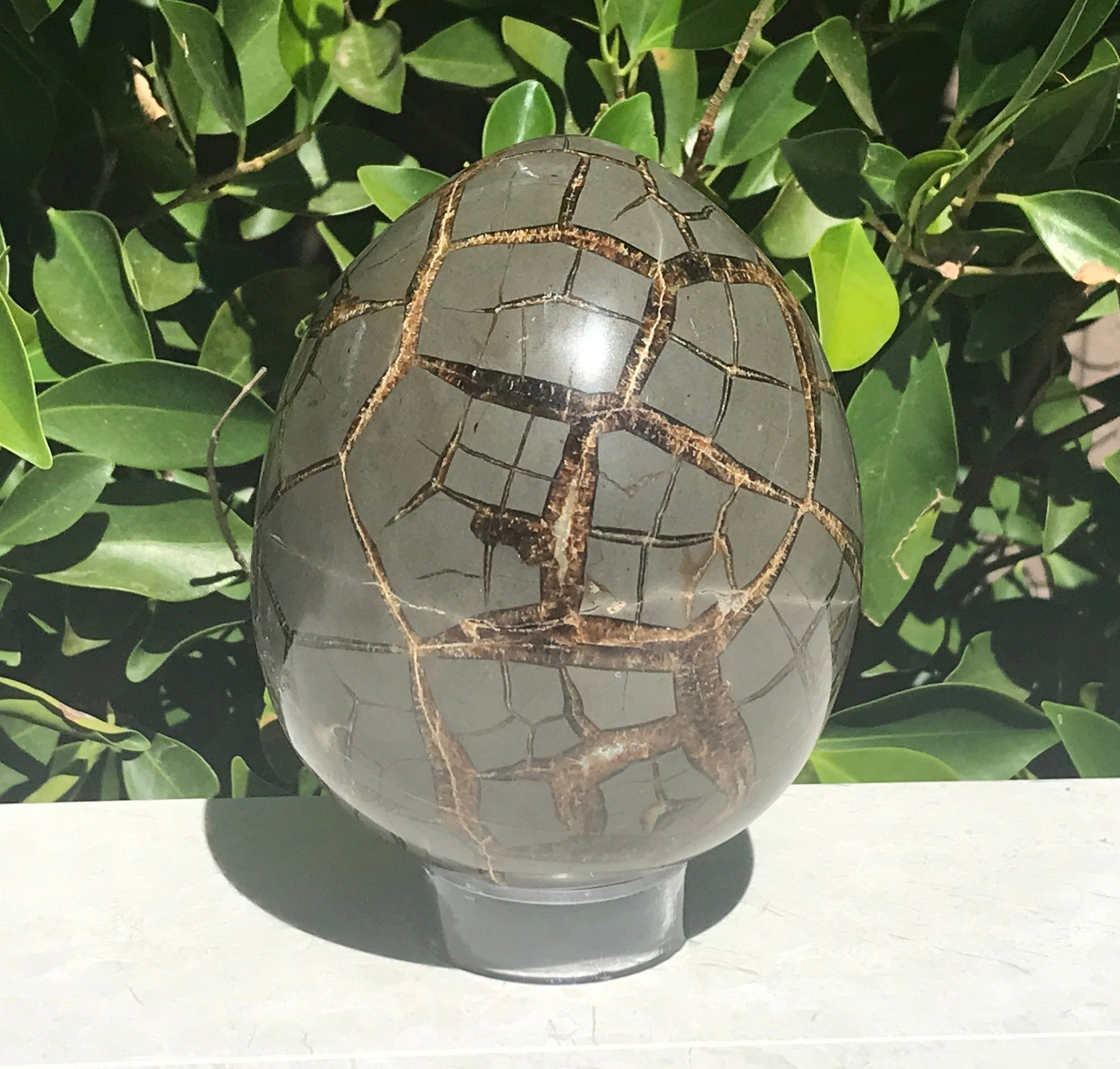 Polished Septanian Nodule