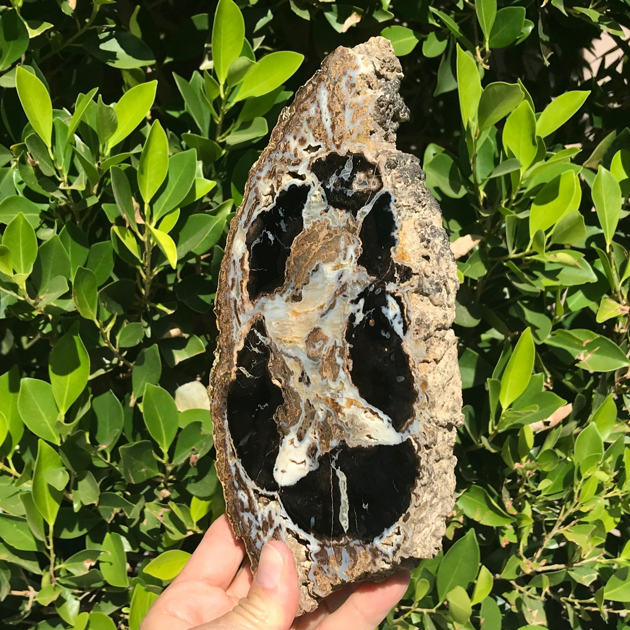 Blue Forest Petrified Wood Slab