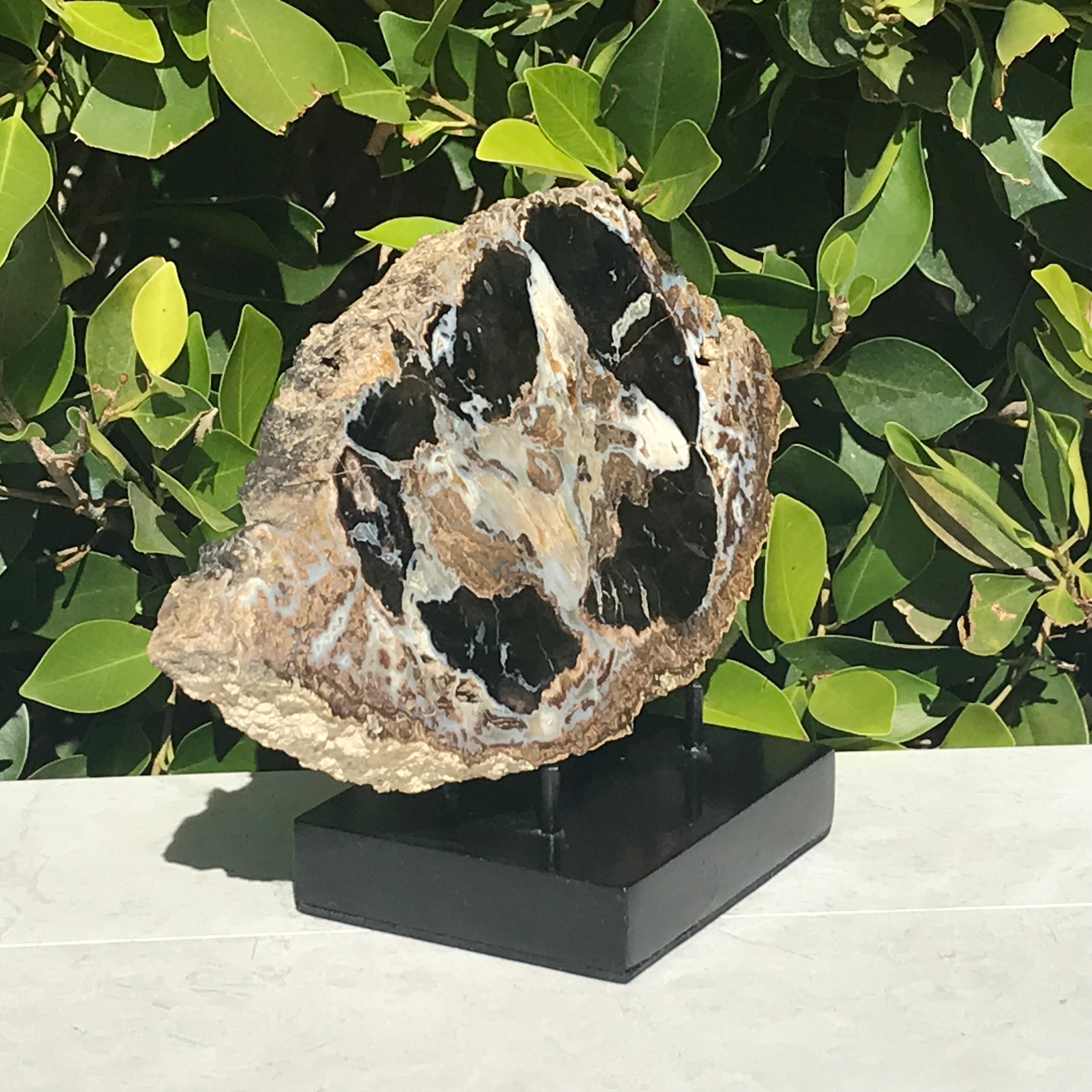 Blue Forest Petrified Wood Slab