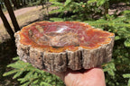 Bark Edged Petrified Wood Bowl
