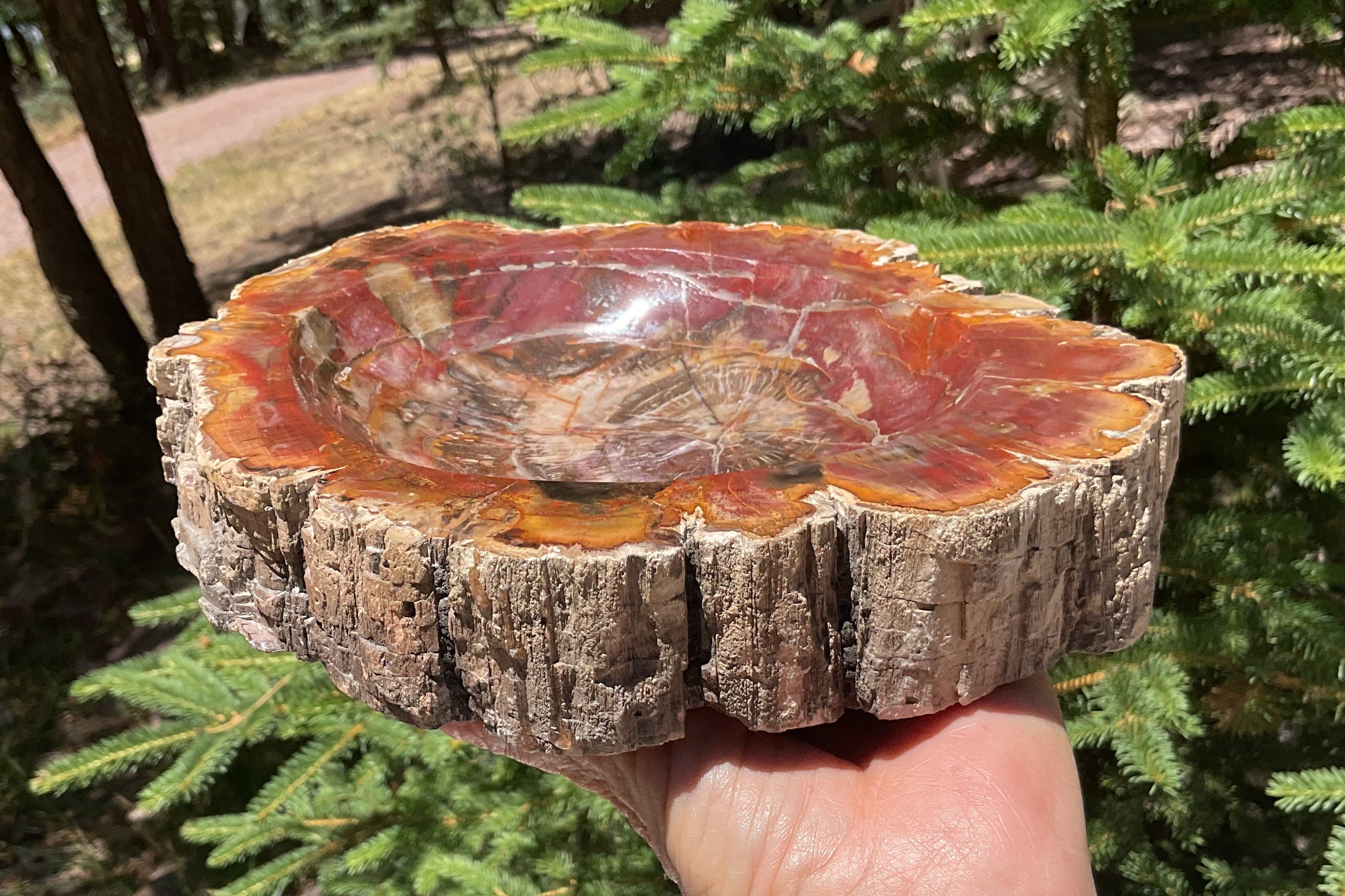Bark Edged Petrified Wood Bowl