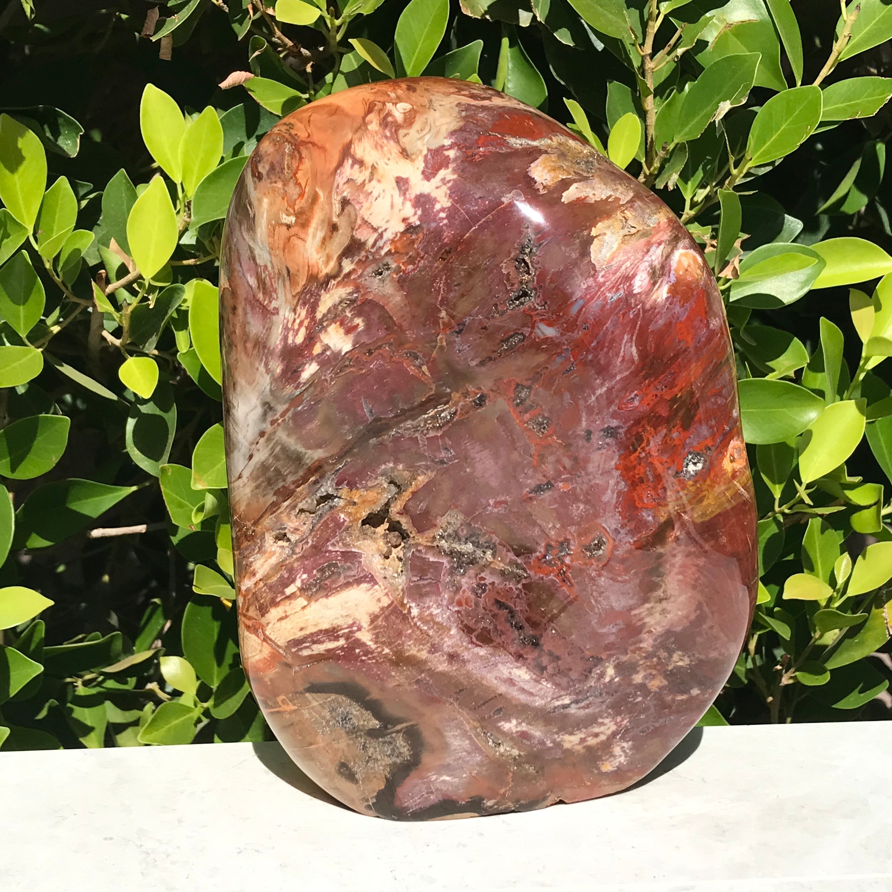 Polished Petrified Wood Nodule