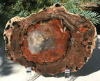 Rainbow Petrified Wood Slab