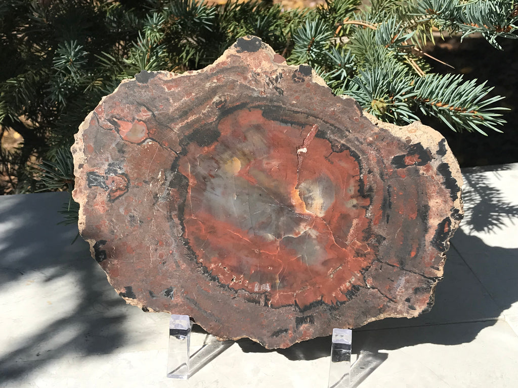 Rainbow Petrified Wood Slab