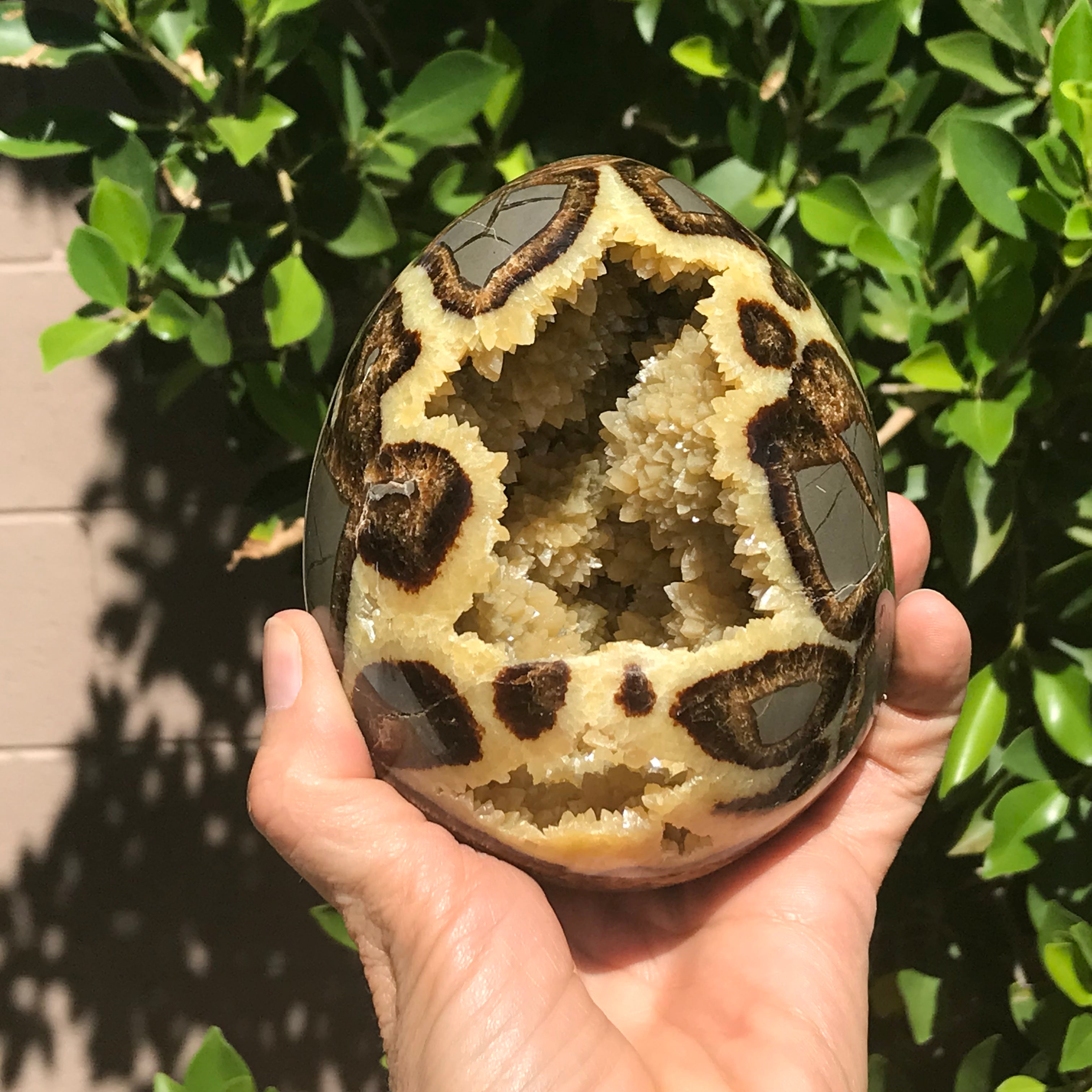 Polished Septanian Nodule