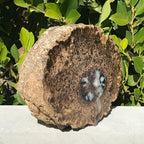 Petrified Blue Forest Limb