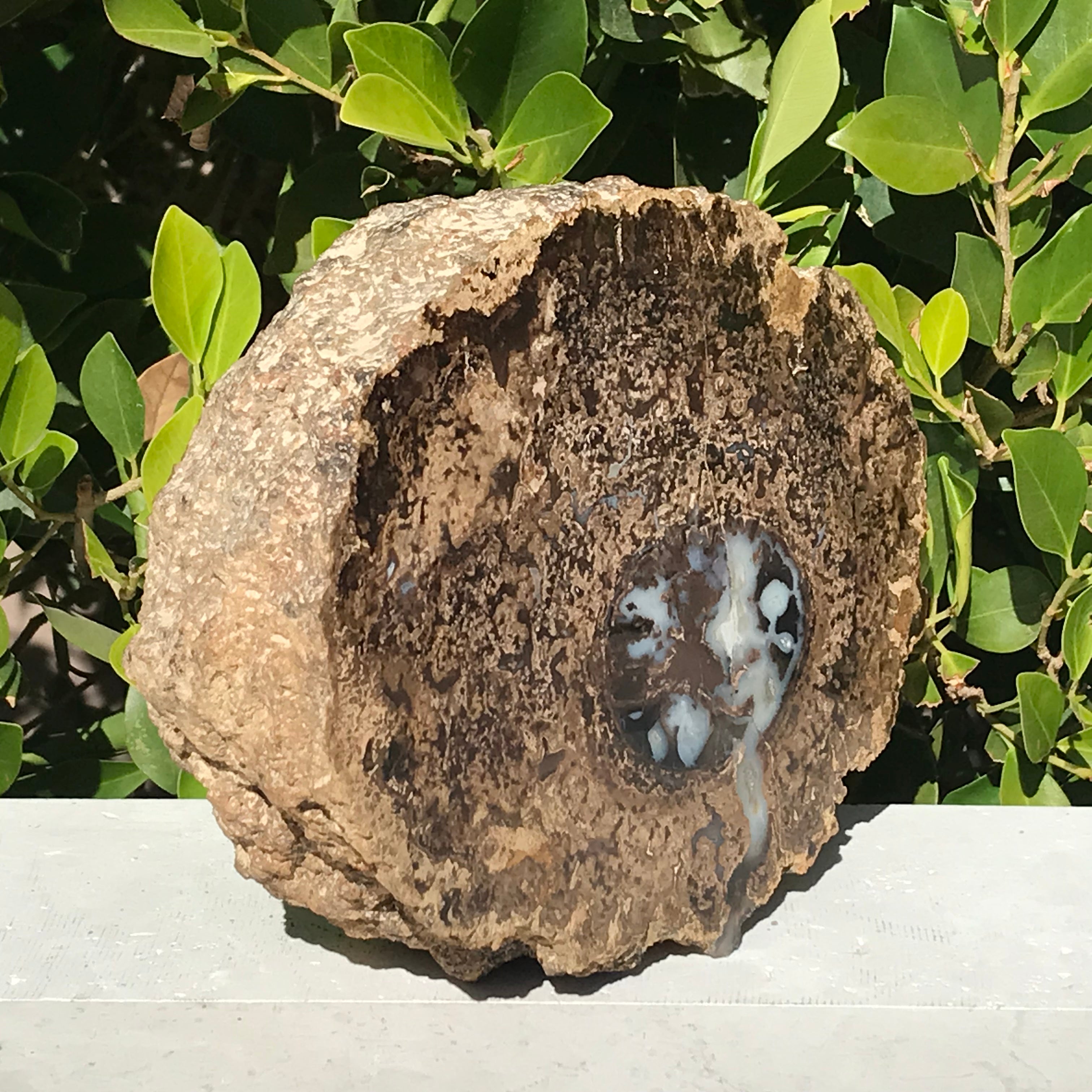Petrified Blue Forest Limb