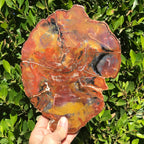 Arizona Rainbow Petrified Wood Slab