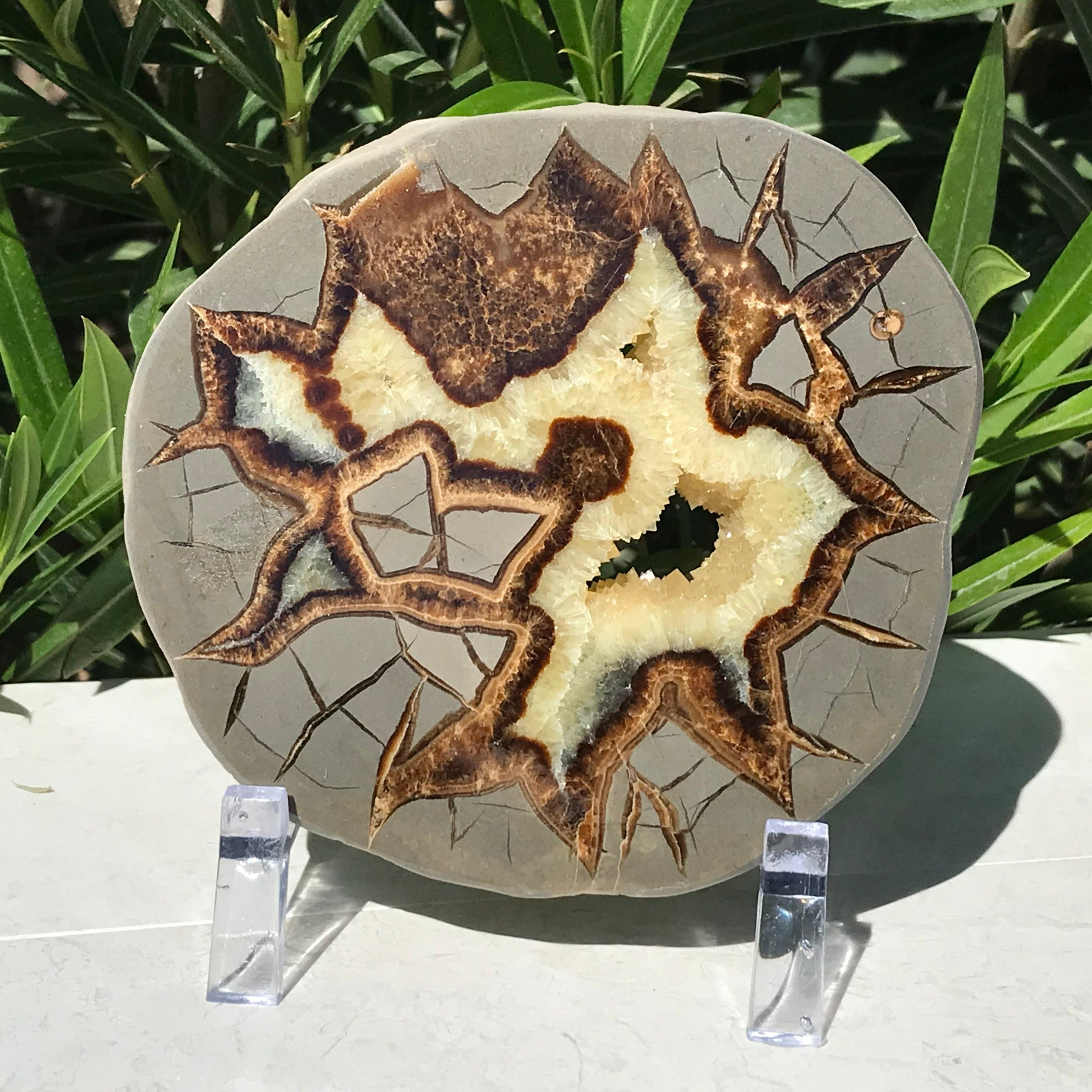 Detailed Septarian Slab
