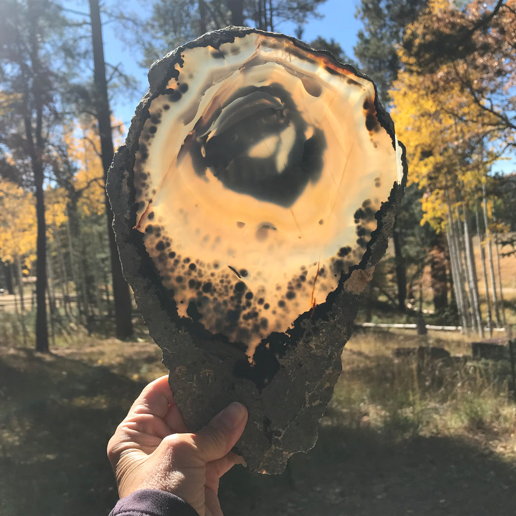 Prominent Floral-Like Eye Agate Slice.