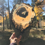 Prominent Floral-Like Eye Agate Slice.