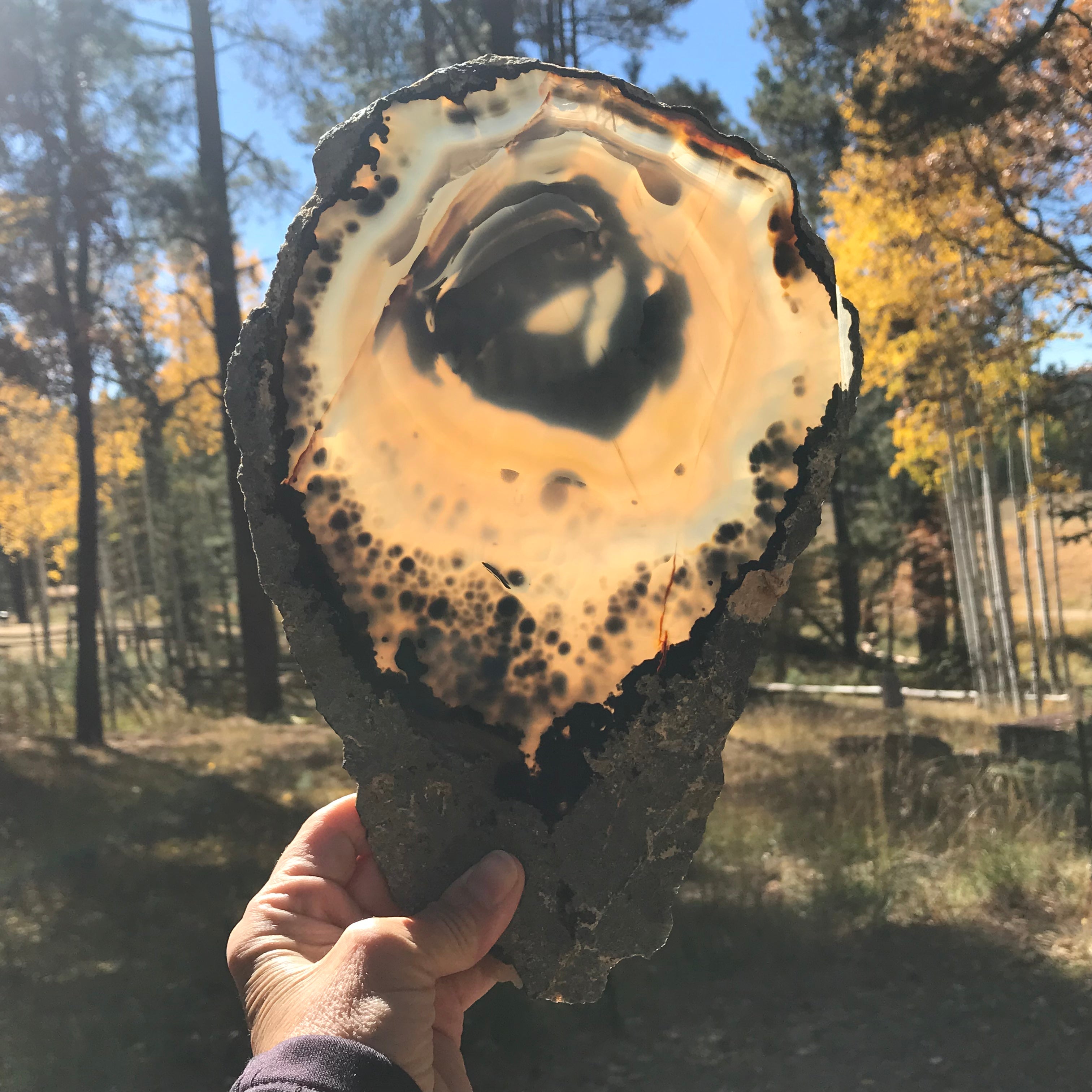Prominent Floral-Like Eye Agate Slice.