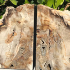 Petrified Maplewood Bookends