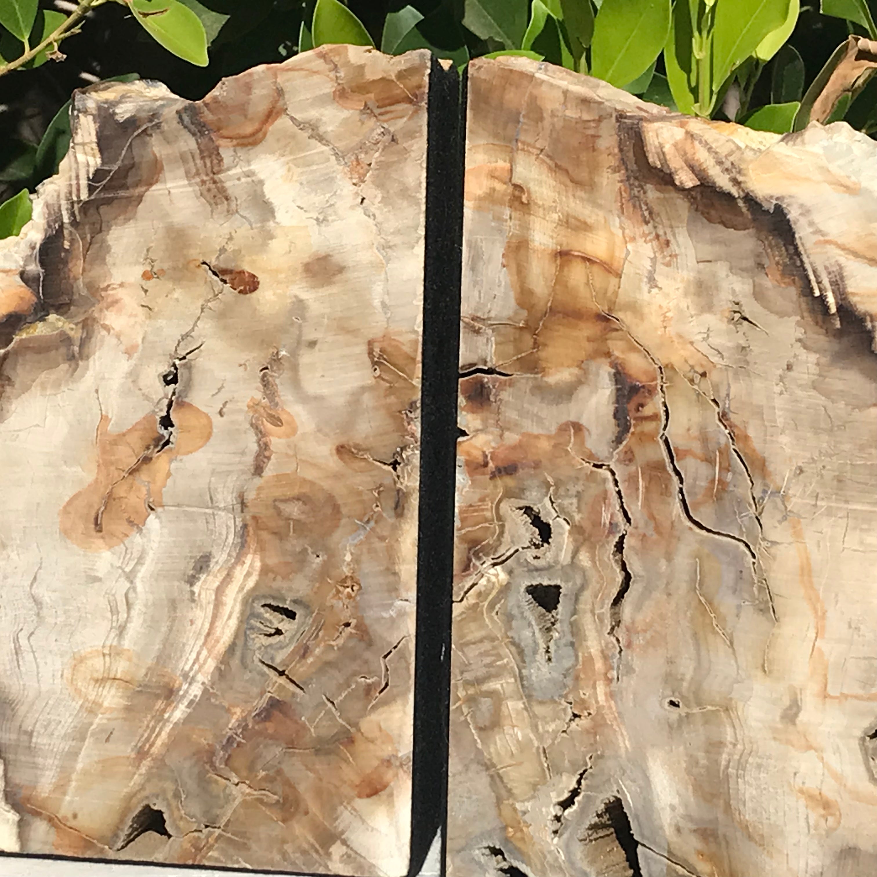 Petrified Maplewood Bookends