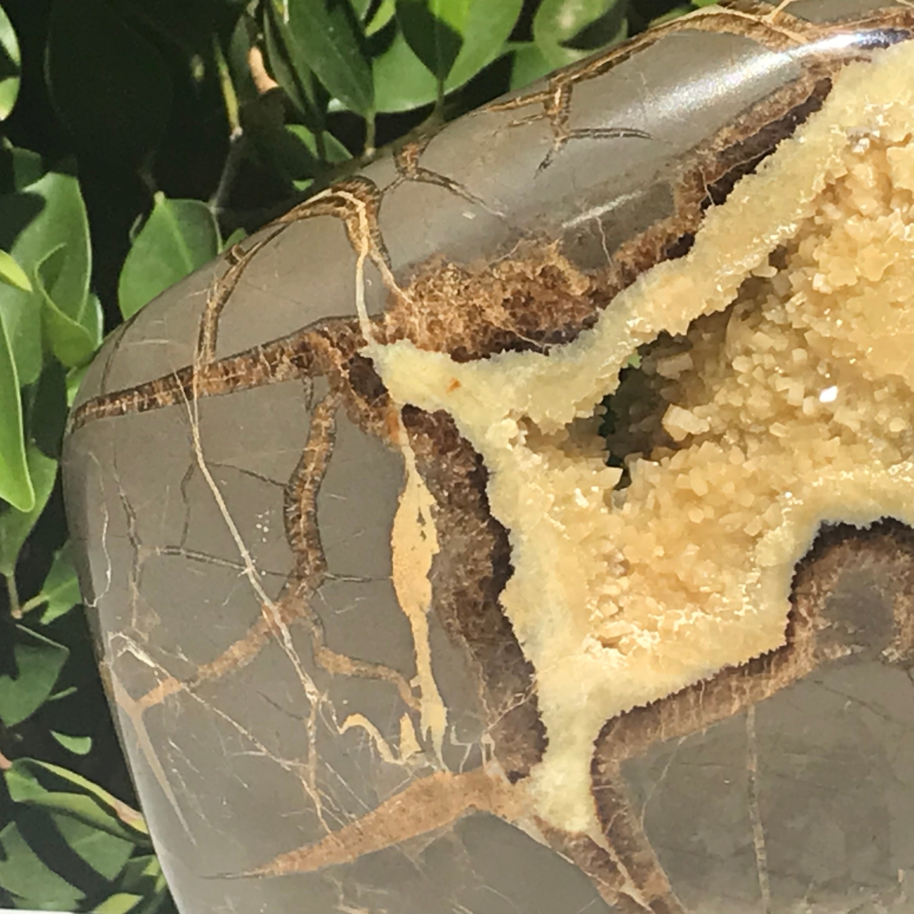 Septarian Buffalo