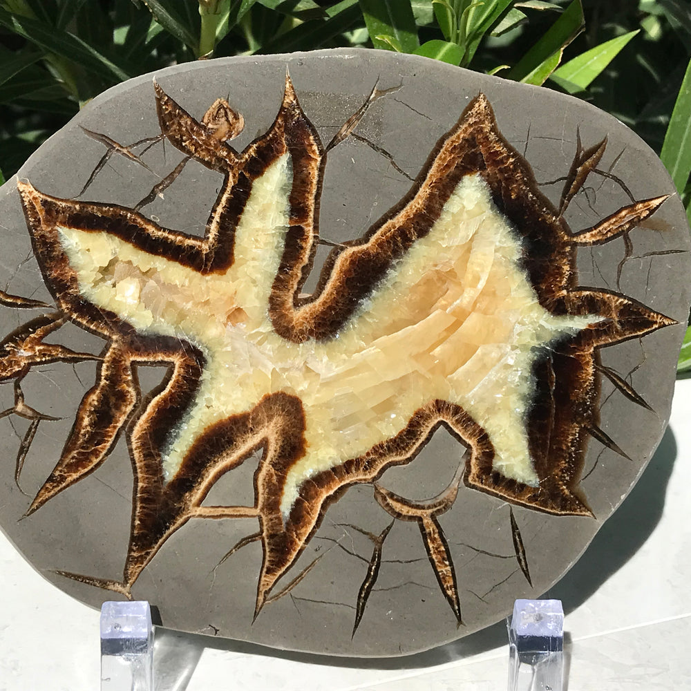 Starburst Septarian Slab