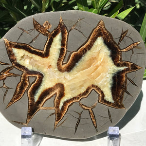 Starburst Septarian Slab