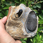 Petrified Cross Section of a Blue Forest Tree Limb
