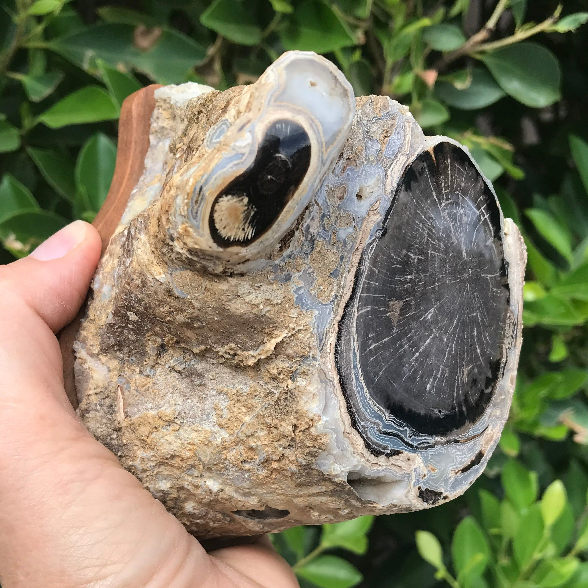 Petrified Cross Section of a Blue Forest Tree Limb