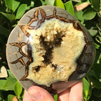 Crystal Filled Septarian Geode