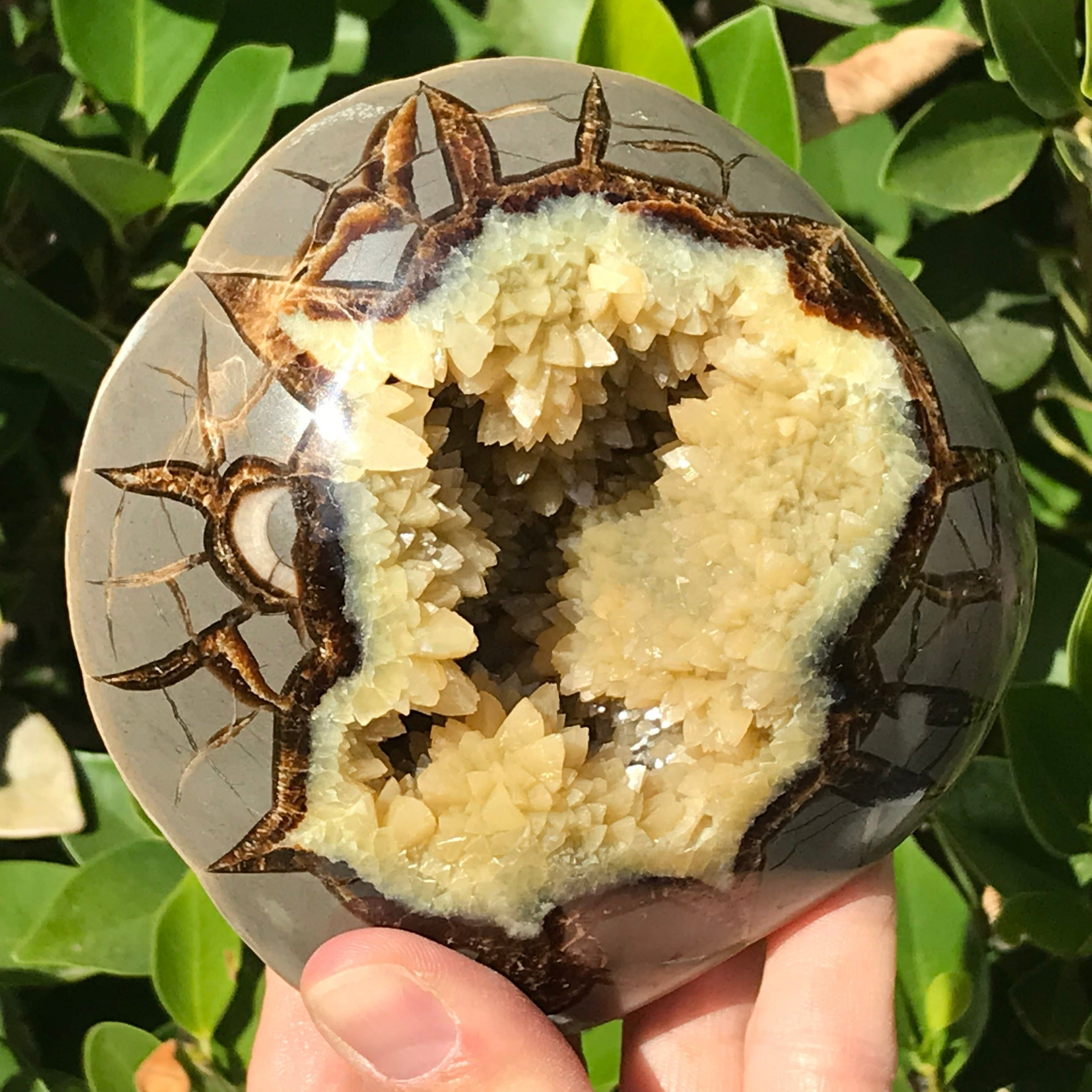 Crystal Filled Septarian Geode