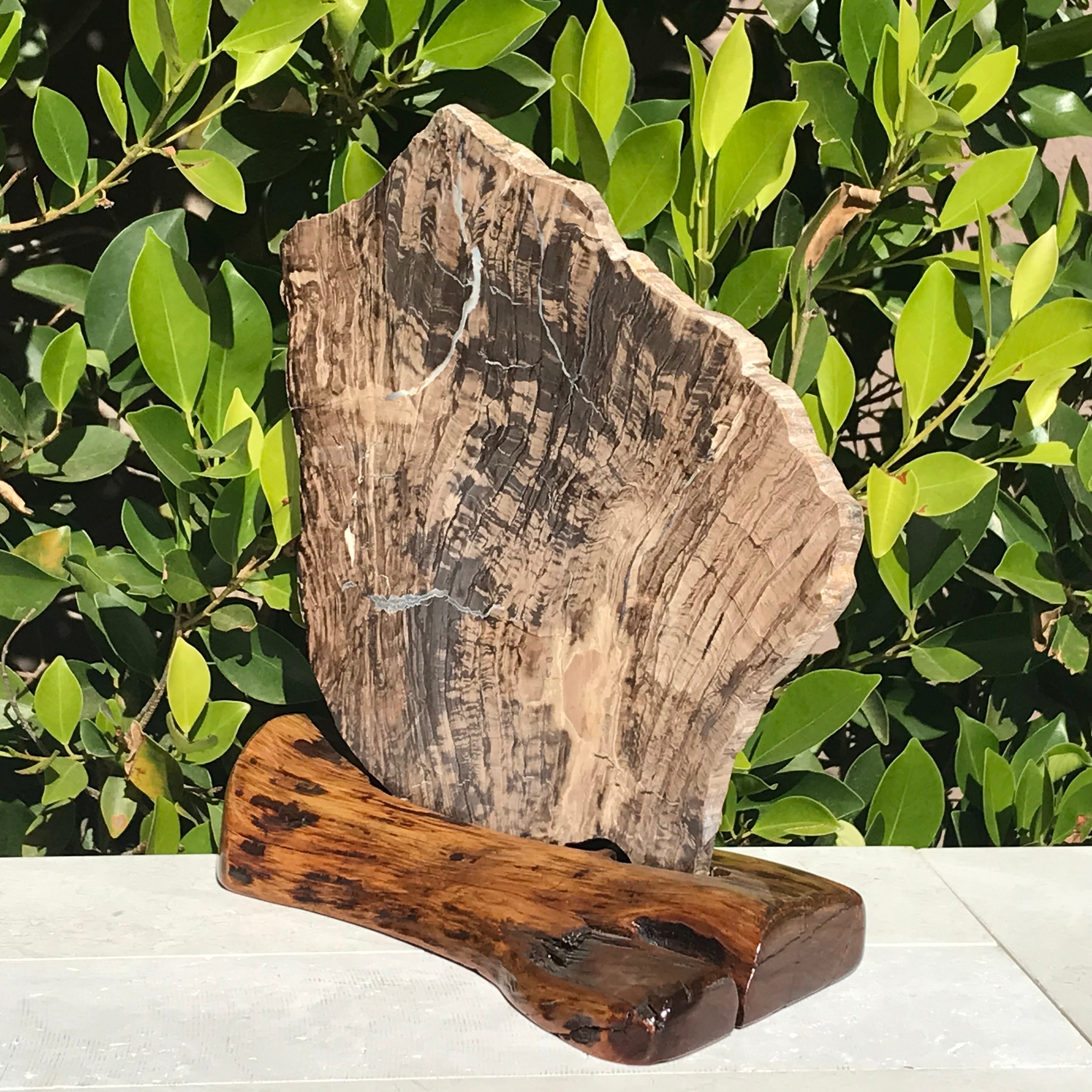 Petrified Wood Slab