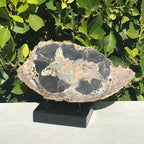 Blue Forest Petrified Wood Slab