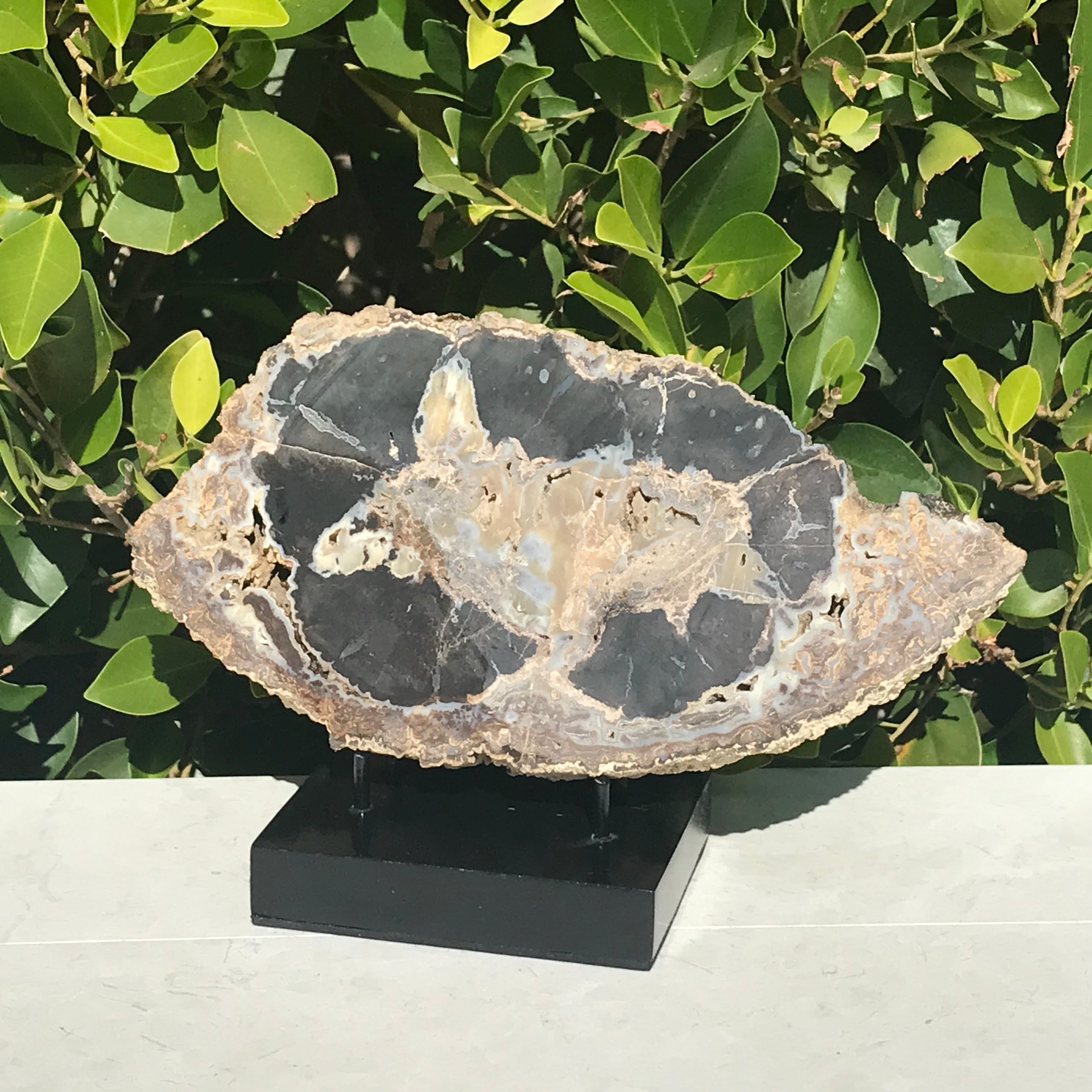 Blue Forest Petrified Wood Slab