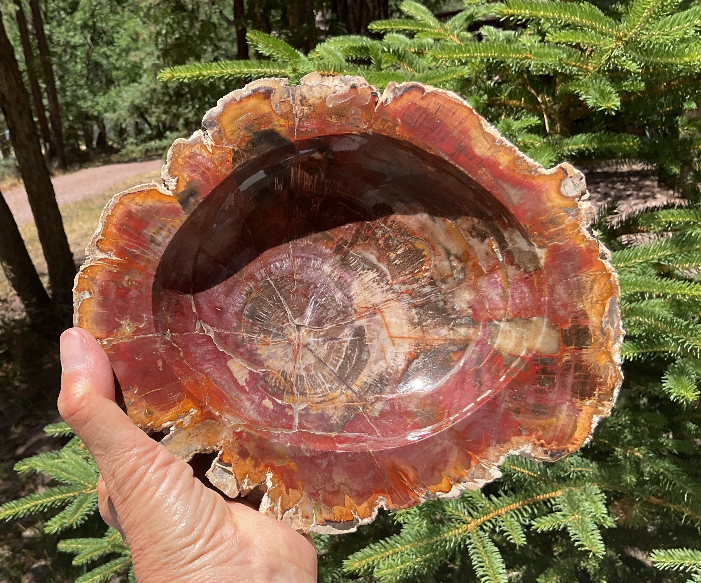 Bark Edged Petrified Wood Bowl