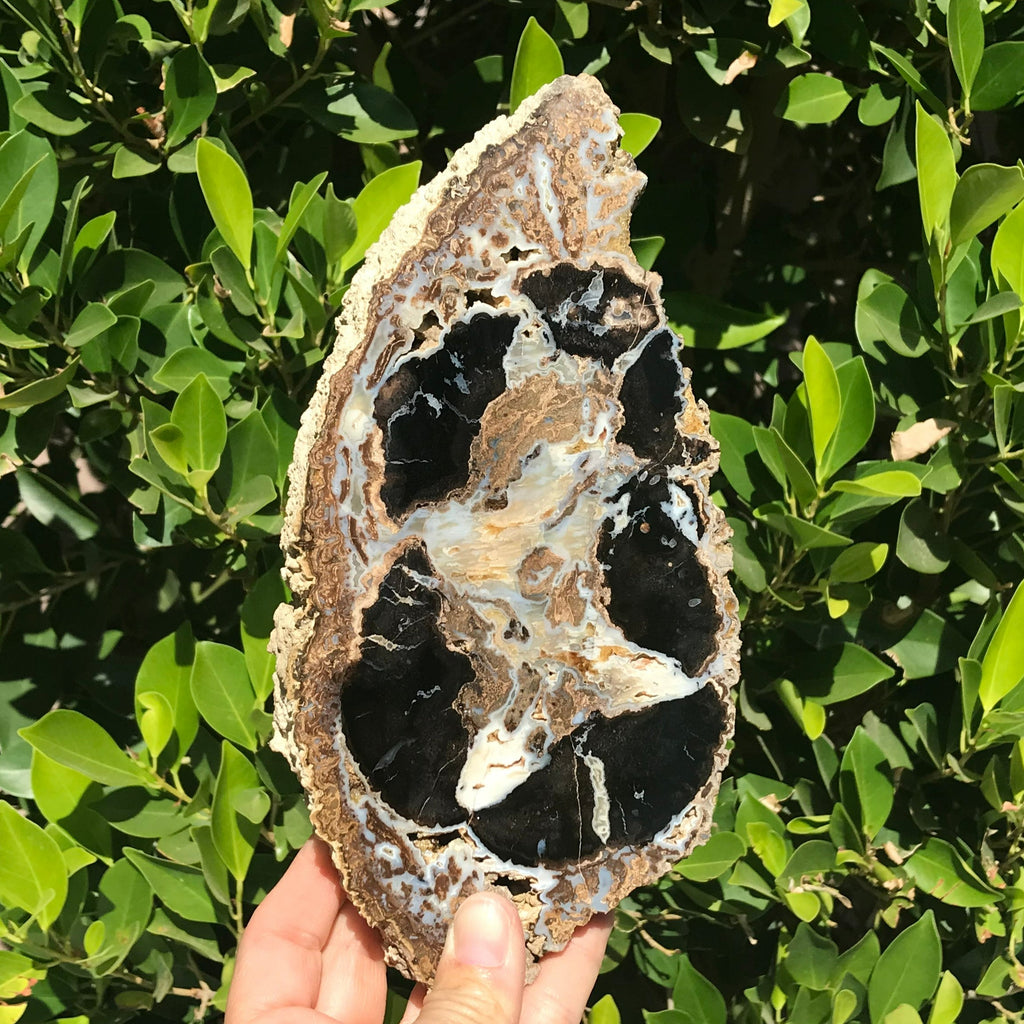 Blue Forest Petrified Wood Slab