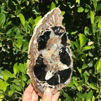 Blue Forest Petrified Wood Slab